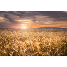  Natura36 öntapadós és mosható fali tapéta, 200 x 150 cm tapéta, díszléc és más dekoráció