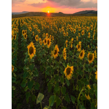  Natura41 öntapadós tapéta, 150 x 205 cm tapéta, díszléc és más dekoráció