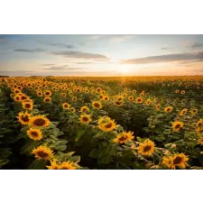  Natura59 öntapadó és mosható fali tapéta, 350 x 200 cm tapéta, díszléc és más dekoráció