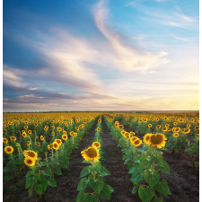  Natura66 öntapadó és mosható fali tapéta, 200 x 150 cm tapéta, díszléc és más dekoráció