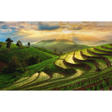  Natura87 öntapadós tapéta, 250 x 200 cm tapéta, díszléc és más dekoráció