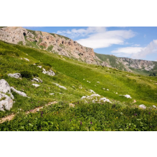  Natura90 öntapadó és mosható fali tapéta, 250 x 150 cm tapéta, díszléc és más dekoráció