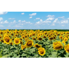  Natura96 tapéta, 300 x 250 cm tapéta, díszléc és más dekoráció