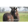 New Generation zabmentes müzli alaptakarmány 20 kg lovaknak