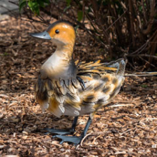 Nortene Ducky dekoratív kacsa figura, festett fém, színes kültéri világítás