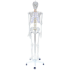 OEM Anatómiai Modell - Emberi Csonváz - 180 cm