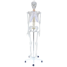 OEM Anatómiai Modell - Emberi Csonváz - 180 cm oktatójáték