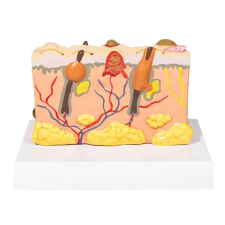 OEM Égési sérülés modell oktatójáték