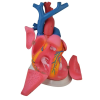 OEM Szívmodell - 8 részes