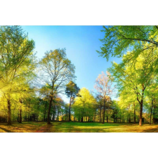 OEM Tablou vászon meleg nyári nap a parkban, 80x50cm, tabloucanvas846 grafika, keretezett kép