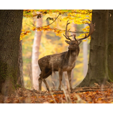  Öntapadó és mosható falfestmény Animal32 Deer, 250 x 200 cm tapéta, díszléc és más dekoráció