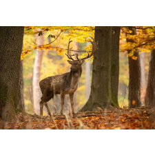  Öntapadó és mosható falfestmény Animal32 Deer, 350 x 250 cm tapéta, díszléc és más dekoráció
