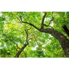  Öntapadó és mosható falfestmény Fák, 300 x 250 cm tapéta, díszléc és más dekoráció