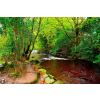  Öntapadó és mosható falfestmény Folyó a zöld erdőből, 200 x 150 cm