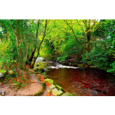  Öntapadó és mosható falfestmény Folyó a zöld erdőből, 200 x 150 cm tapéta, díszléc és más dekoráció