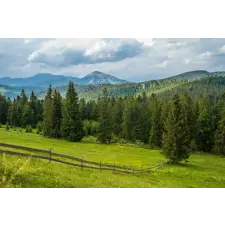  Öntapadó és mosható falfestmény Natura155 Rétek és fenyők, 350 x 200 cm tapéta, díszléc és más dekoráció