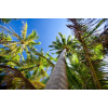  Öntapadó és mosható falfestmény Pálmafák az ég felé, 300 x 200 cm