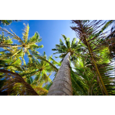  Öntapadó és mosható falfestmény Pálmafák az ég felé, 300 x 200 cm tapéta, díszléc és más dekoráció