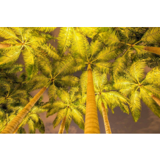  Öntapadó és mosható falfestmény Pálmafák reflektorban, 300 x 200 cm tapéta, díszléc és más dekoráció