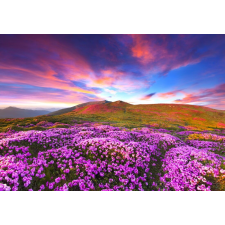  Öntapadó és mosható falfestmény Rhododendron virágok a naplementében, 250 x 200 cm tapéta, díszléc és más dekoráció