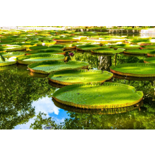  Öntapadó és mosható falfestmény Tavirózsa a tavon, 400 x 250 cm tapéta, díszléc és más dekoráció