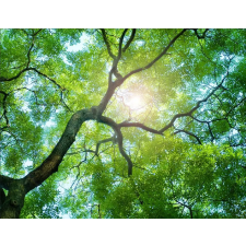  Öntapadó és mosható falfestmény Trees 2, 400 x 250 cm tapéta, díszléc és más dekoráció
