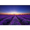  Öntapadó és mosható falfestmény Végtelen levendulamező, napkelte, 400 x 250 cm