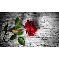  Öntapadó és mosható falfestmény Vörös rózsa, 250 x 150 cm tapéta, díszléc és más dekoráció
