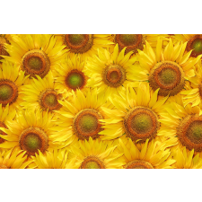  Öntapadó és mosható fali tapéta Flori23, 350 x 200 cm tapéta, díszléc és más dekoráció