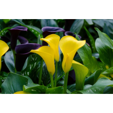  Öntapadó és mosható fali tapéta Flori58, 250 x 200 cm tapéta, díszléc és más dekoráció