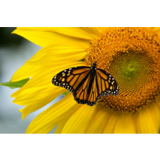  Öntapadó és mosható fali tapéta Flori70, 300 x 200 cm tapéta, díszléc és más dekoráció