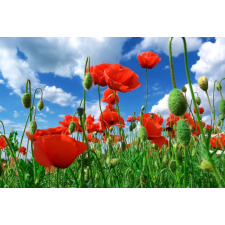  Öntapadó és mosható fali tapéta Flori75, 250 x 150 cm tapéta, díszléc és más dekoráció