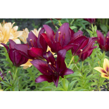  Öntapadó és mosható fali tapéta Flori77, 250 x 150 cm tapéta, díszléc és más dekoráció