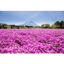  Öntapadó és mosható fali tapéta Flori80, 250 x 200 cm tapéta, díszléc és más dekoráció
