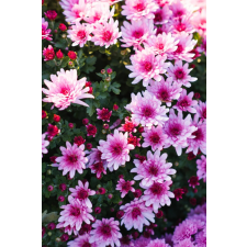  Öntapadó és mosható fali tapéta Flori98, 250 x 150 cm tapéta, díszléc és más dekoráció