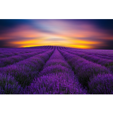  Öntapadó és mosható fali tapéta Levendula mező, napkelte, 250 x 150 cm tapéta, díszléc és más dekoráció