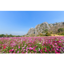  Öntapadó és mosható fali tapéta Natura114, 300 x 200 cm tapéta, díszléc és más dekoráció