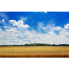  Öntapadó és mosható fali tapéta Natura141, 250 x 150 cm tapéta, díszléc és más dekoráció