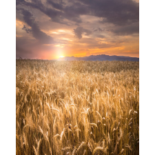  Öntapadó és mosható fali tapéta Natura36, 150 x 205 cm tapéta, díszléc és más dekoráció