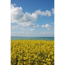  Öntapadó és mosható fali tapéta Natura37, 150 x 205 cm tapéta, díszléc és más dekoráció