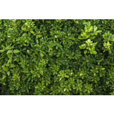  Öntapadó és mosható fali tapéta Padure36, 250 x 150 cm tapéta, díszléc és más dekoráció