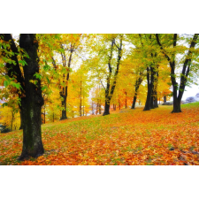  Öntapadó és mosható fali tapéta Padure69 ősz, 200 x 150 cm tapéta, díszléc és más dekoráció