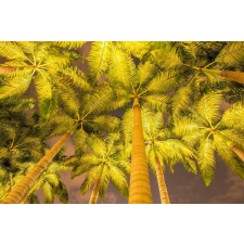  Öntapadó és mosható fali tapéta Pálmafák reflektorban, 250 x 150 cm tapéta, díszléc és más dekoráció