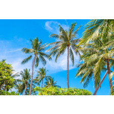  Öntapadó és mosható fali tapéta Palmieri40, 200 x 150 cm tapéta, díszléc és más dekoráció