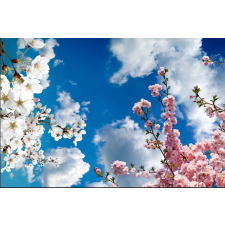  Öntapadó és mosható fali tapéta Tavaszi fák, 200 x 150 cm tapéta, díszléc és más dekoráció