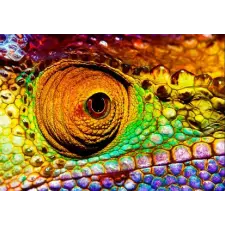  Öntapadó és mosható falikép Cameleon, 200 x 150 cm tapéta, díszléc és más dekoráció