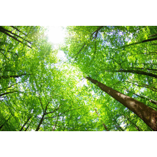  Öntapadós tapéta Ég a fák között, 250 x 200 cm tapéta, díszléc és más dekoráció