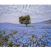  Öntapadós tapéta Fa kék virágos mezőben, 350 x 200 cm