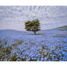 Öntapadós tapéta Fa kék virágos mezőben, 350 x 200 cm tapéta, díszléc és más dekoráció