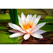  Öntapadós tapéta Fehér tavirózsa, 300 x 250 cm tapéta, díszléc és más dekoráció